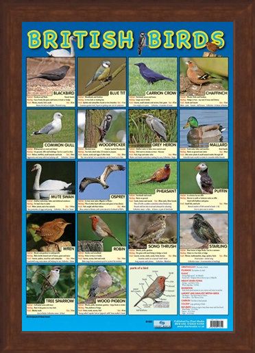 Framed Framed British Birds - Native British Birds